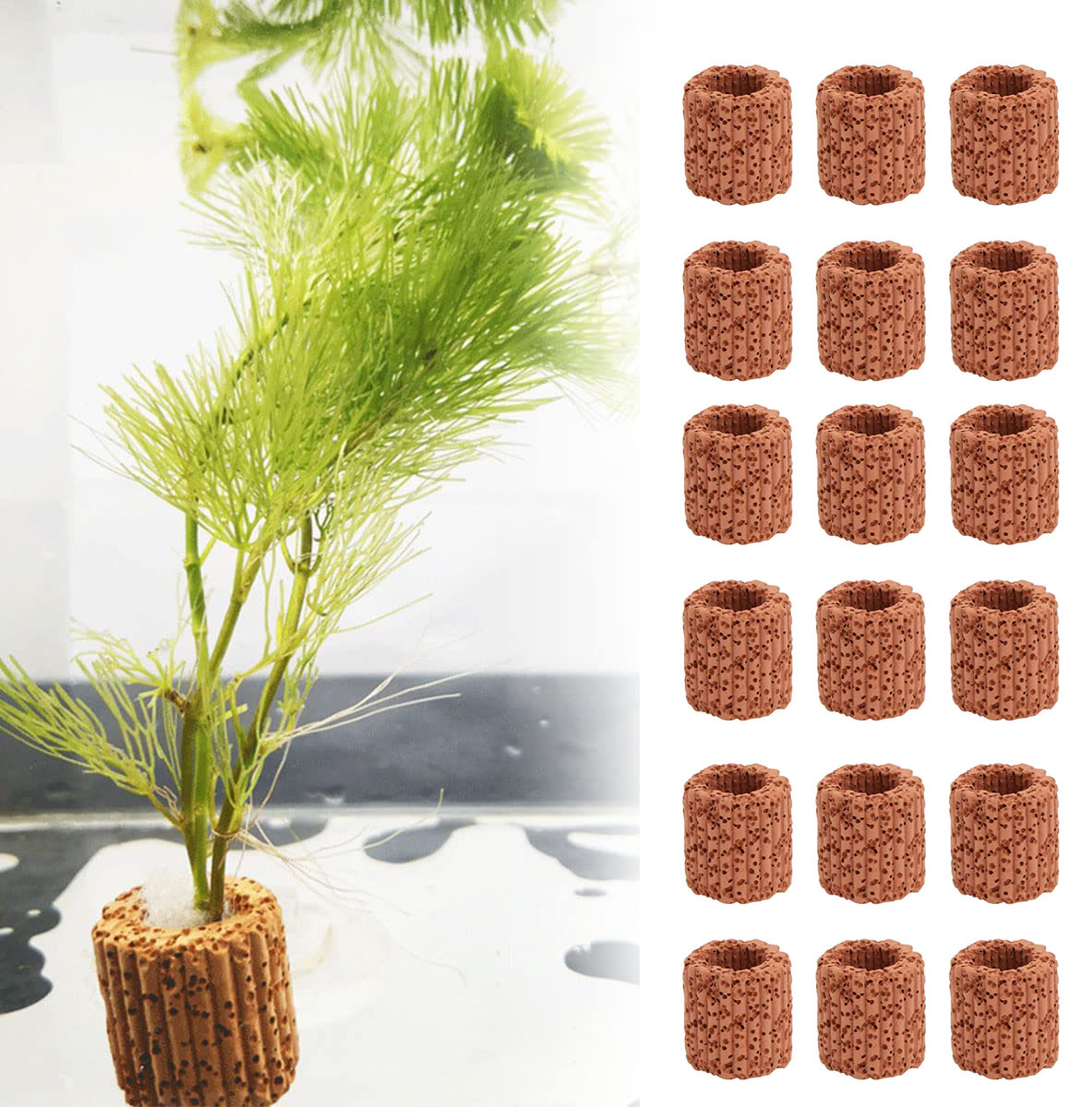 Aquarium Plants Live - 20 Cái/lốc Thủy Sinh Nước Nhẫn
