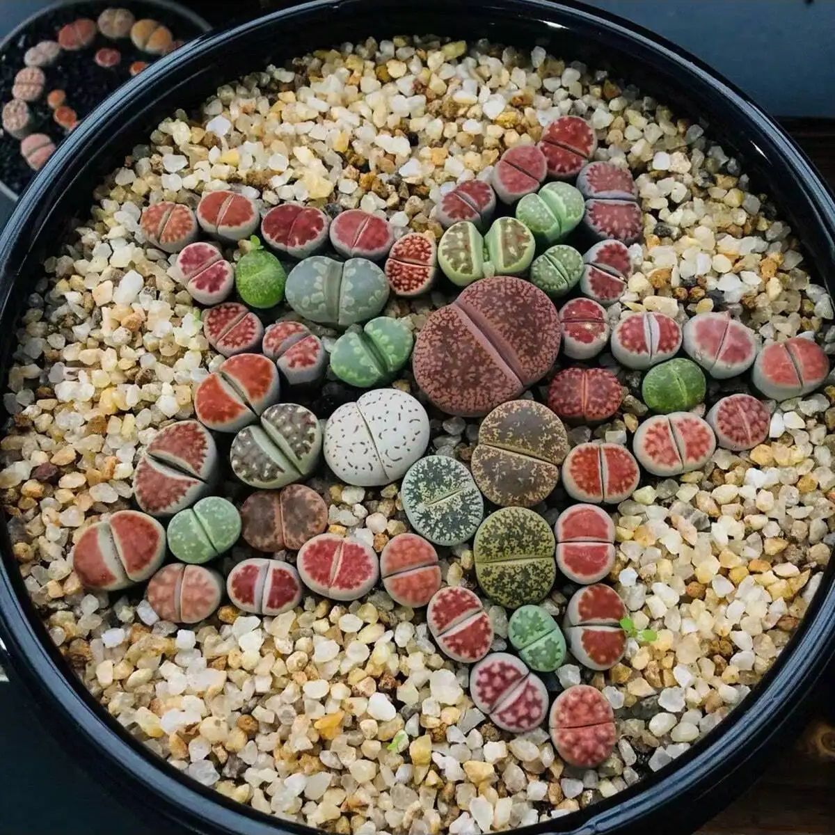1pc-250g Natural Crystals Grav - đánh giá và giá Plant Aquarium Pot