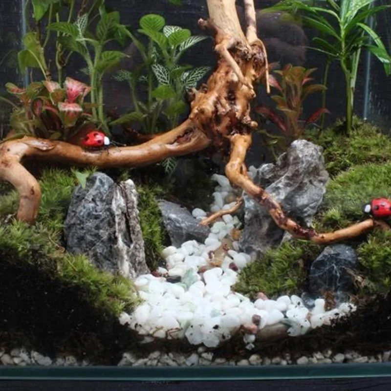 Natural Tree Trunk Driftwood A - đánh giá và giá Live Plant Aquarium