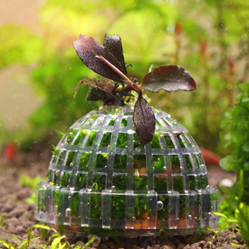.1Pc Aquatic Pet Supplies Deco - đánh giá và giá Live Plant Aquarium