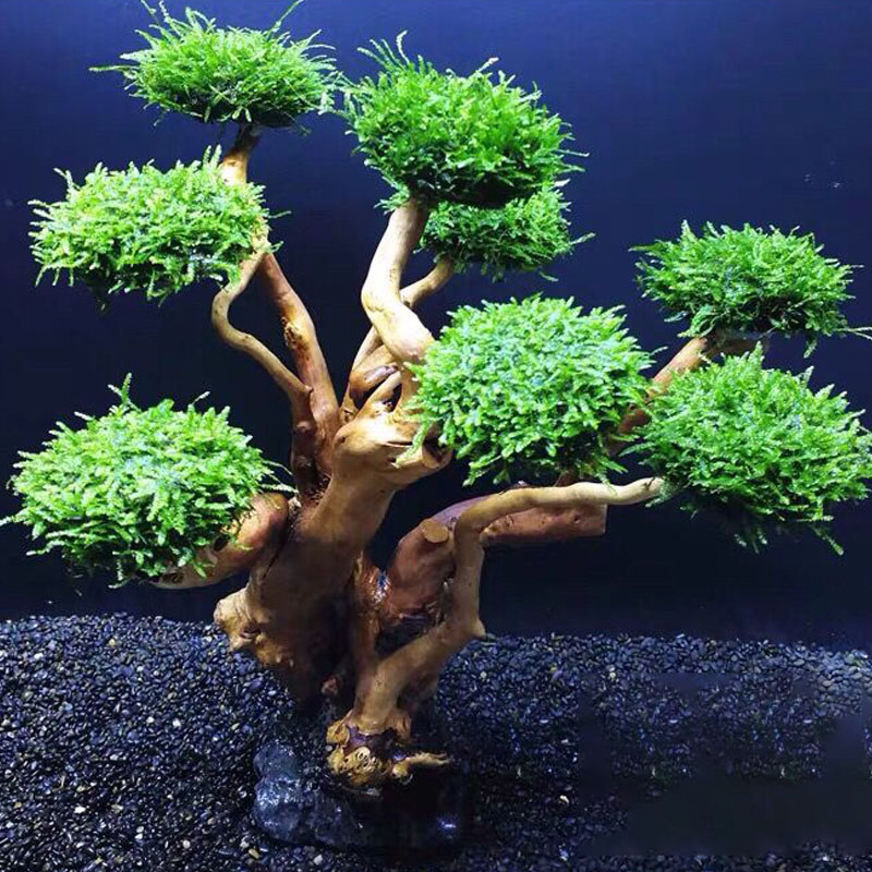 Fish tank greening wood frame  - đánh giá và giá Aquarium Driftwood