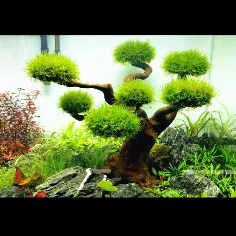 Aquarium Driftwood Landscaping - đánh giá và giá Aquarium Driftwood