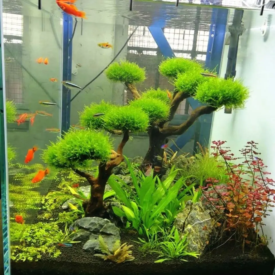 Aquarium Driftwood Landscaping - đánh giá và giá Aquarium Driftwood