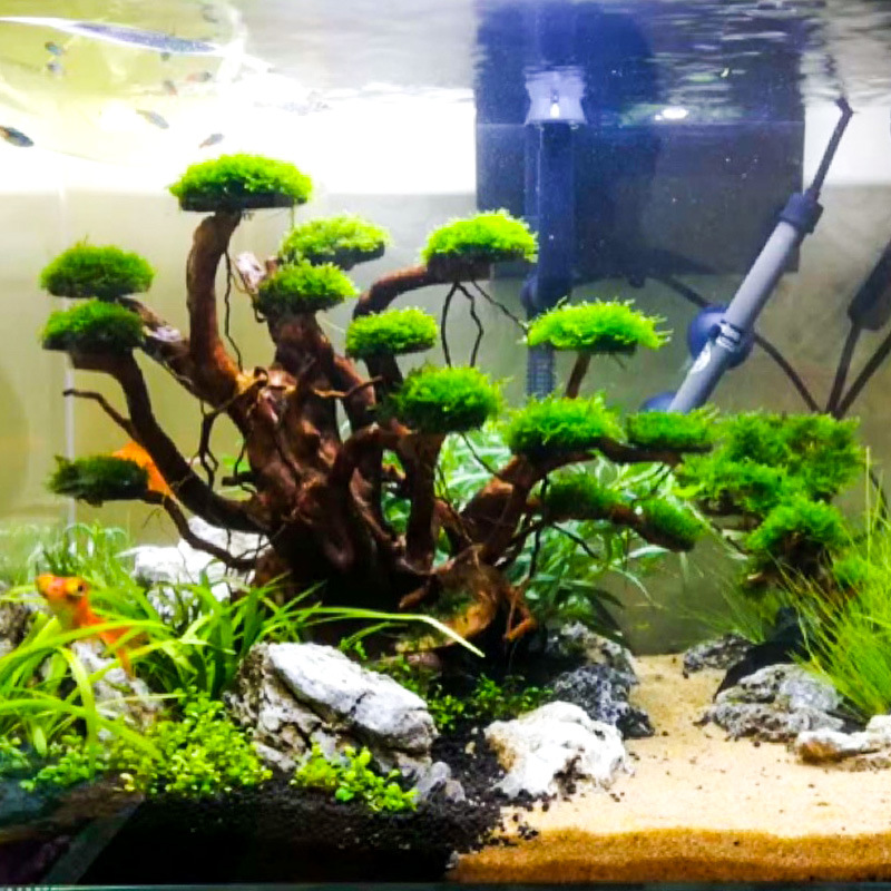 Aquarium Landscaping Moss Tree - đánh giá và giá Aquarium Driftwood