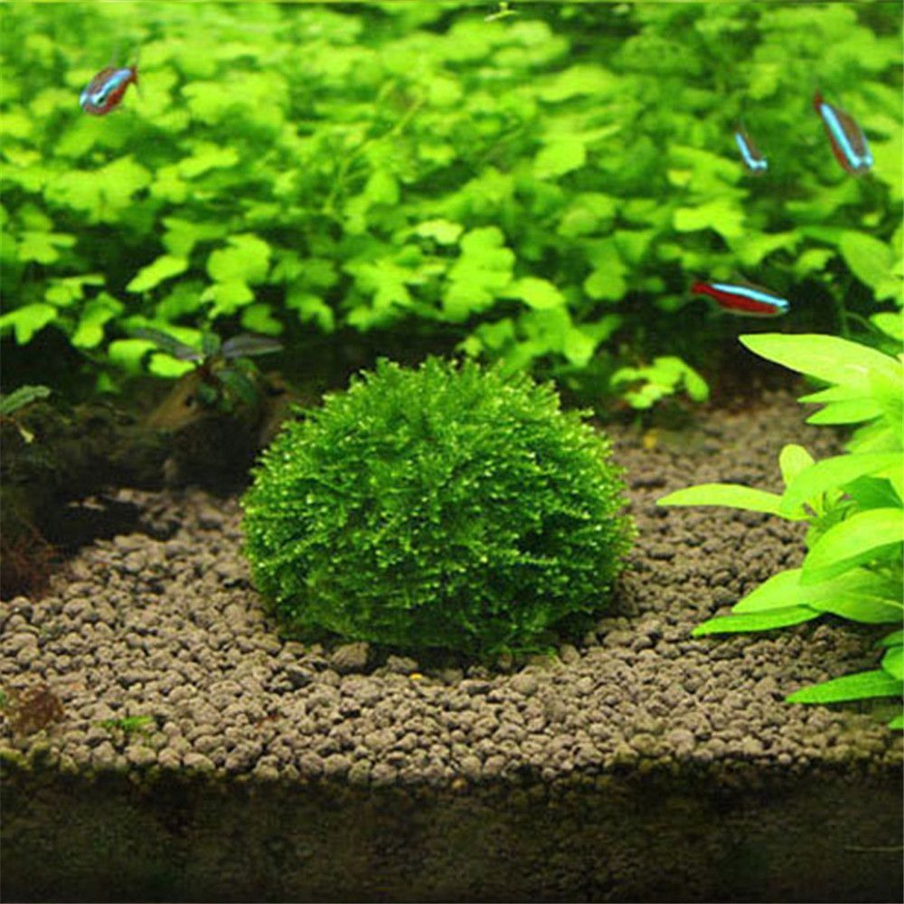 New Plastic Suspension Moss Do - đánh giá và giá Aquarium Plants Live
