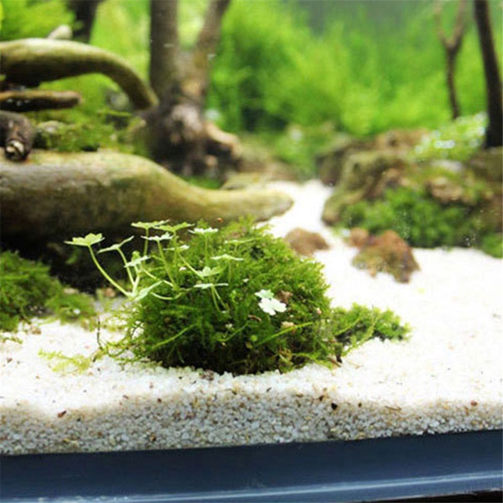New Plastic Suspension Moss Do - đánh giá và giá Aquarium Plants Live