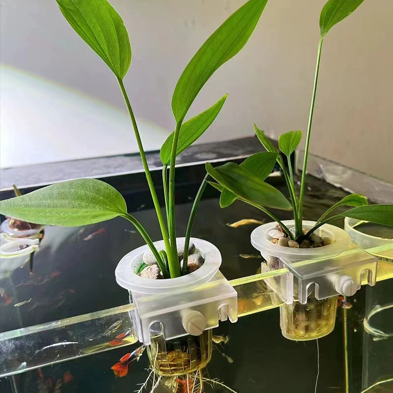 Aquarium Planting Basket Hydro - đánh giá và giá Aquarium Plants Live