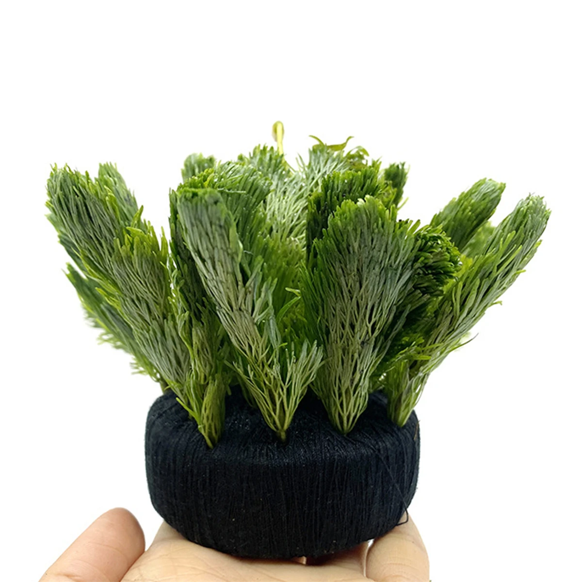 5Pcs Black Fish Tank Water Gra - đánh giá và giá Aquarium Plant Substrate